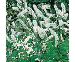 Zilverkaars - Cimicifuga simplex 'White Pearl' (Actaea)
