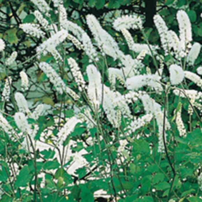 Zilverkaars - Cimicifuga simplex 'White Pearl' (Actaea)