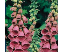 Vingerhoedskruid - Digitalis 'Mertonensis'