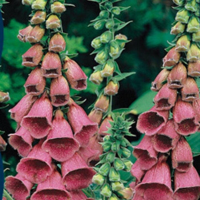 Vingerhoedskruid - Digitalis 'Mertonensis'