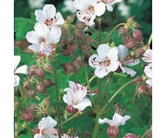 Ooievaarsbek - Geranium macrorrhizum 'Spessart'