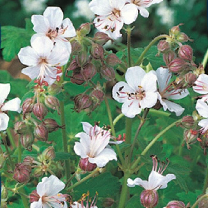 Ooievaarsbek - Geranium macrorrhizum 'Spessart'