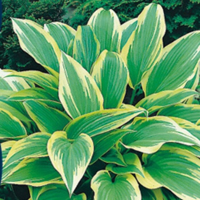 Hartlelie - Hosta' Fortunei Aureomarginata'