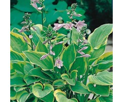 Hartlelie - Hosta 'Golden Tiara'