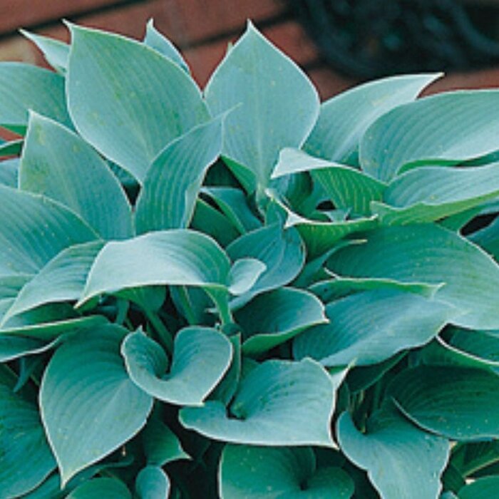 Hartlelie - Hosta 'Halcyon'