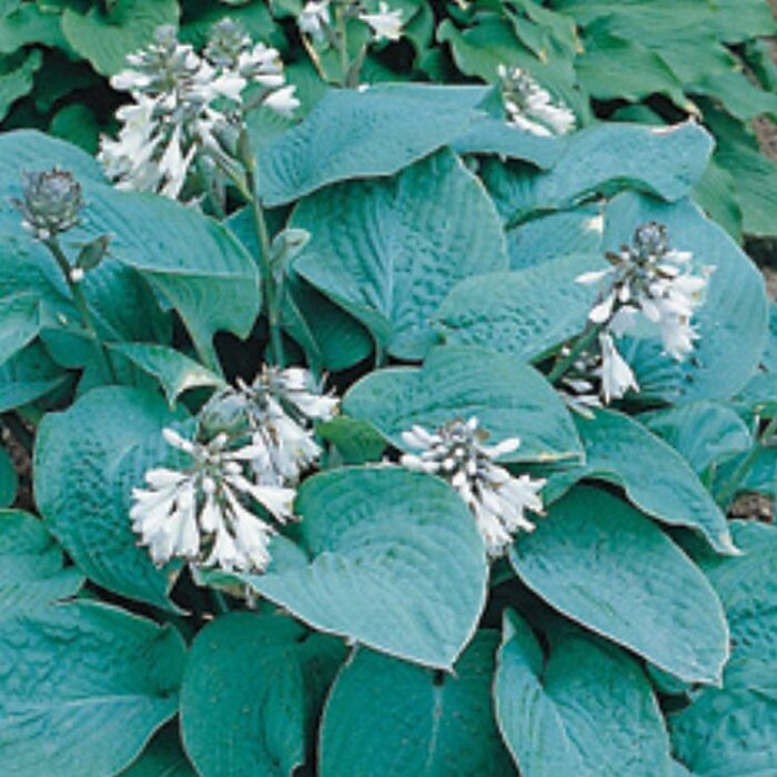 Hartlelie - Hosta sieboldiana 'Elegans'