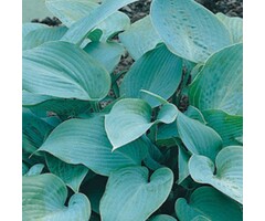 Hartlelie - Hosta sieboldiana