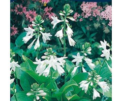 Hartlelie - Hosta sieboldii 'Snowflakes'