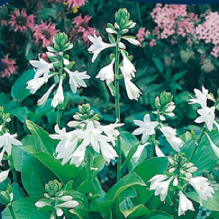 Hartlelie - Hosta sieboldii 'Snowflakes'