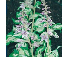 Hartlelie - Hosta 'Undulata Mediovariegata'