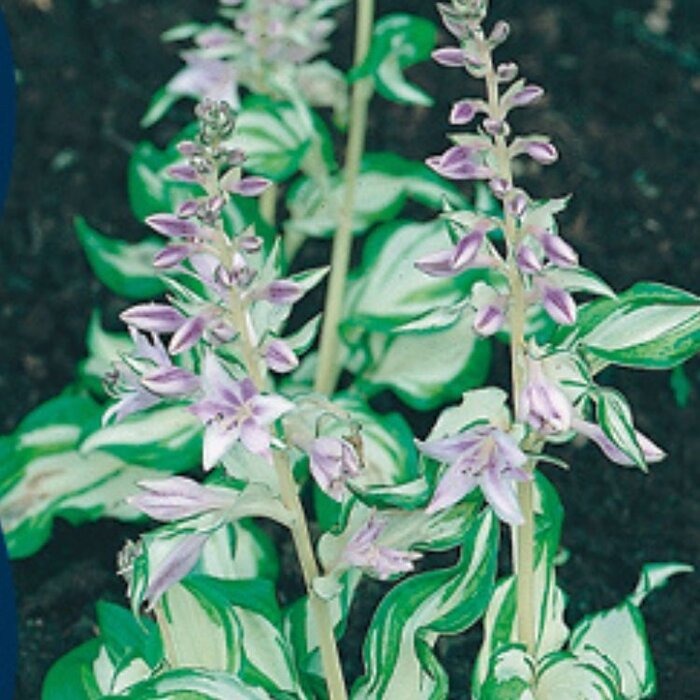 Hartlelie - Hosta 'Undulata Mediovariegata'