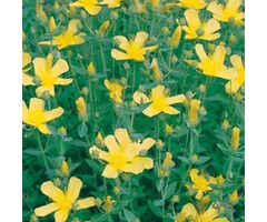 Hertshooi - Hypericum olympicum