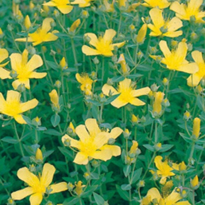Hertshooi - Hypericum olympicum