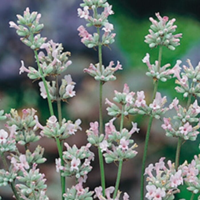 Lavendel - Lavandula angustifolia 'Rosea'