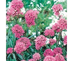 Alpenpekanjer - Lychnis alpina