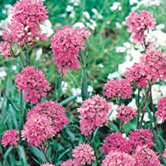 Alpenpekanjer - Lychnis alpina