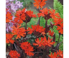 Koekoeksbloem - Lychnis arkwrightii 'Vesuvius'