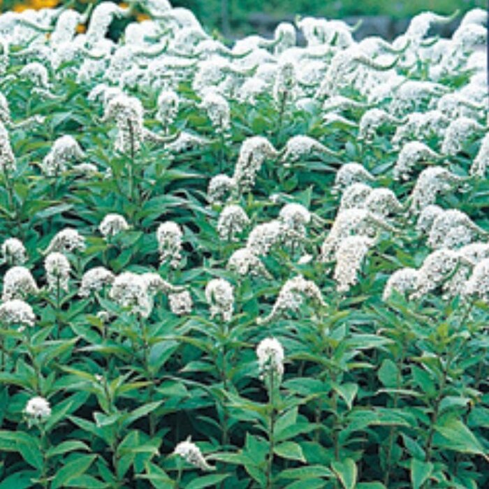 Wederik - Lysimachia clethroides