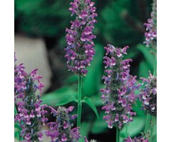 Kattekruid - Nepeta nervosa