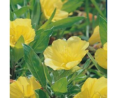 Teunisbloem - Oenothera macrocarpa