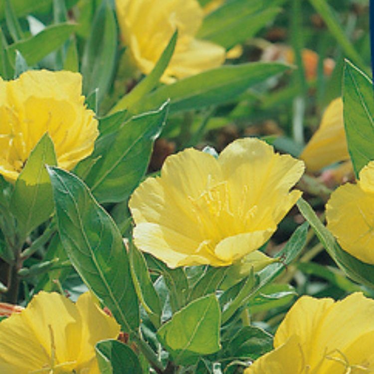 Teunisbloem - Oenothera macrocarpa