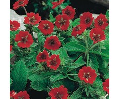 Ganzerik - Potentilla atrosanguinea