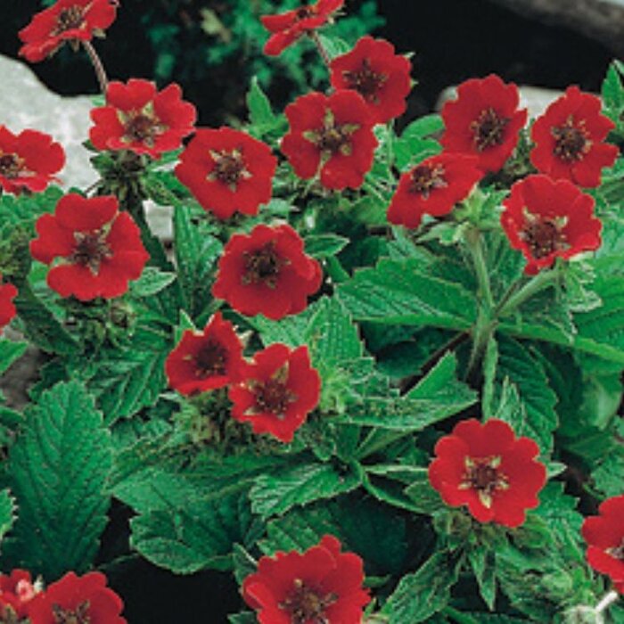 Ganzerik - Potentilla atrosanguinea