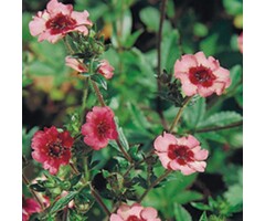 Ganzerik - Potentilla nepalensis 'Miss Willmott'