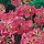 Sleutelbloem - Primula rosea 'Grandiflora'