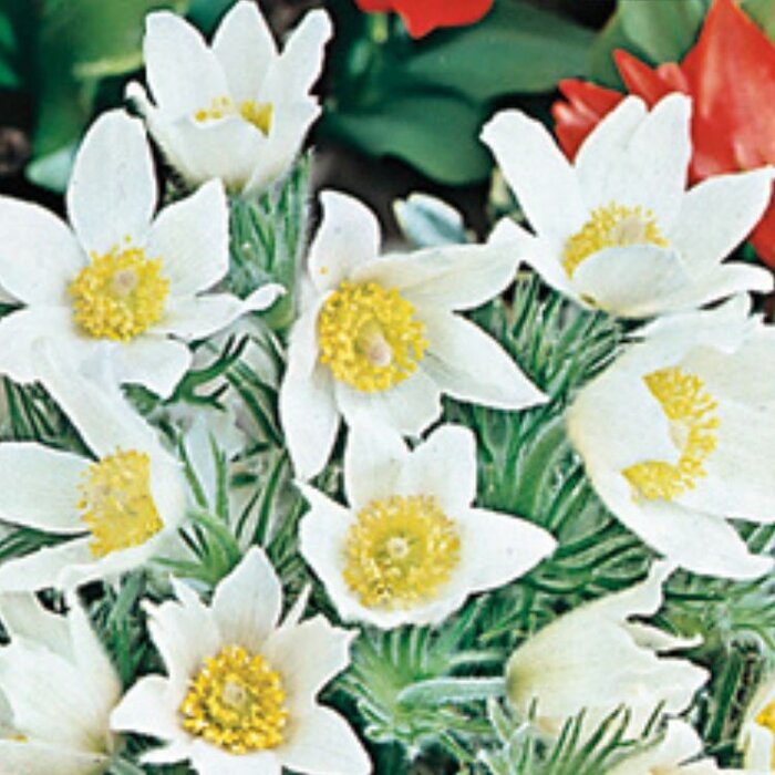 Wildemanskruid - Pulsatilla vulgaris 'Alba'