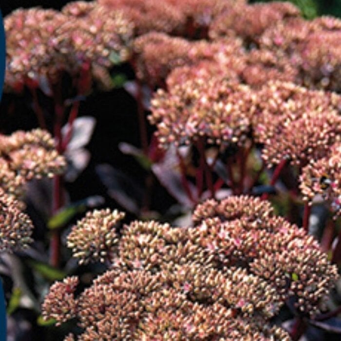 Vetkruid - Sedum 'Matrona'