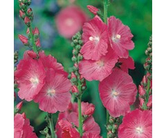 Griekse malva - Sidalcea 'Purpetta'
