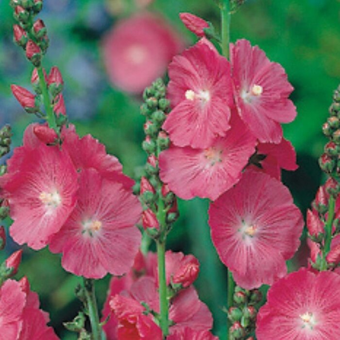 Griekse malva - Sidalcea 'Purpetta'