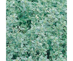 Tijm - Thymus citriodorus 'Silver Queen'