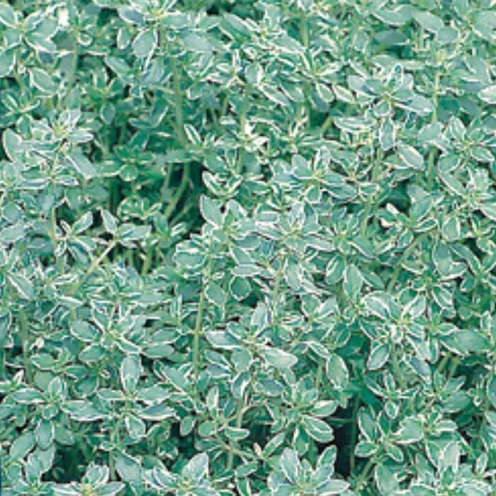 Tijm - Thymus citriodorus 'Silver Queen'