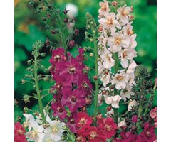 Toorts - Verbascum phoeniceum