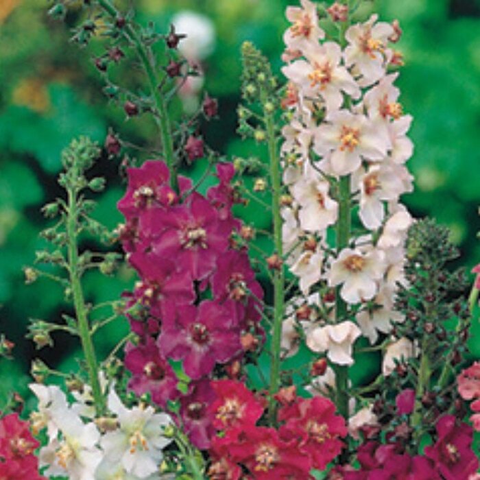 Toorts - Verbascum phoeniceum