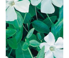 Maagdenpalm - Vinca minor 'Gertrude Jekyll'