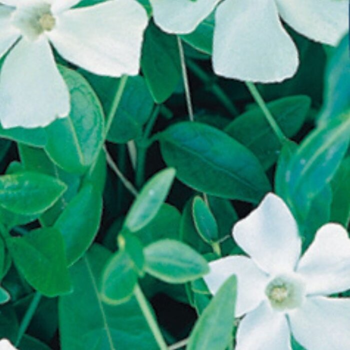 Maagdenpalm - Vinca minor 'Gertrude Jekyll'