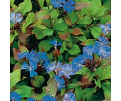Loodkruid  - Cerastostigma plumbaginoides
