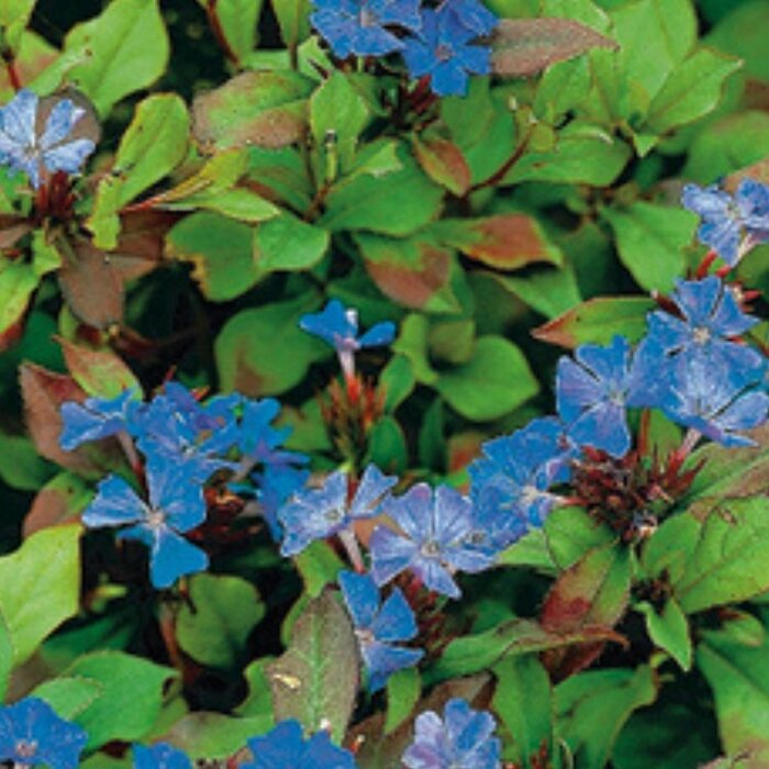 Loodkruid  - Cerastostigma plumbaginoides