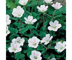 Reigersbek - Erodium reichardii 'Album'