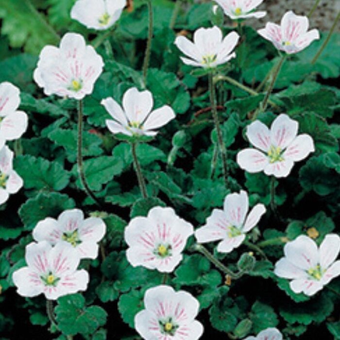 Reigersbek - Erodium reichardii 'Album'