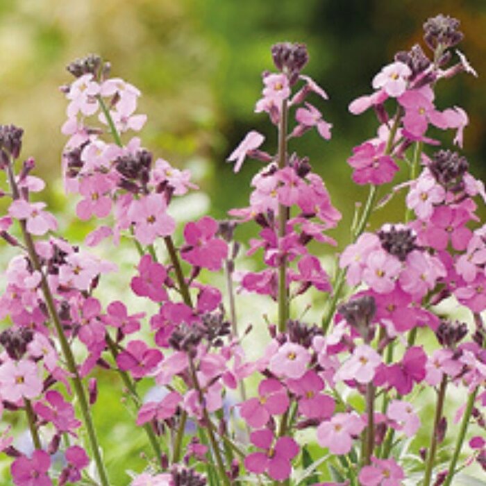 Steenraket - Erysimum - Erysimum 'Bowles Mauve'