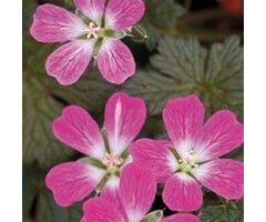 Ooievaarsbek - Geranium 'Orkney Cherry'