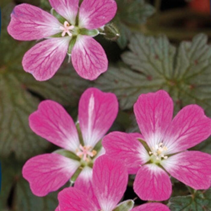 Ooievaarsbek - Geranium 'Orkney Cherry'