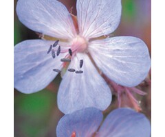 Ooievaarsbek - Geranium 'Midnight Reiter'