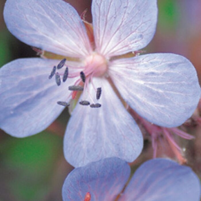 Ooievaarsbek - Geranium 'Midnight Reiter'