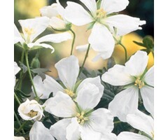 Ooievaarsbek - Geranium sanguineum 'Album'