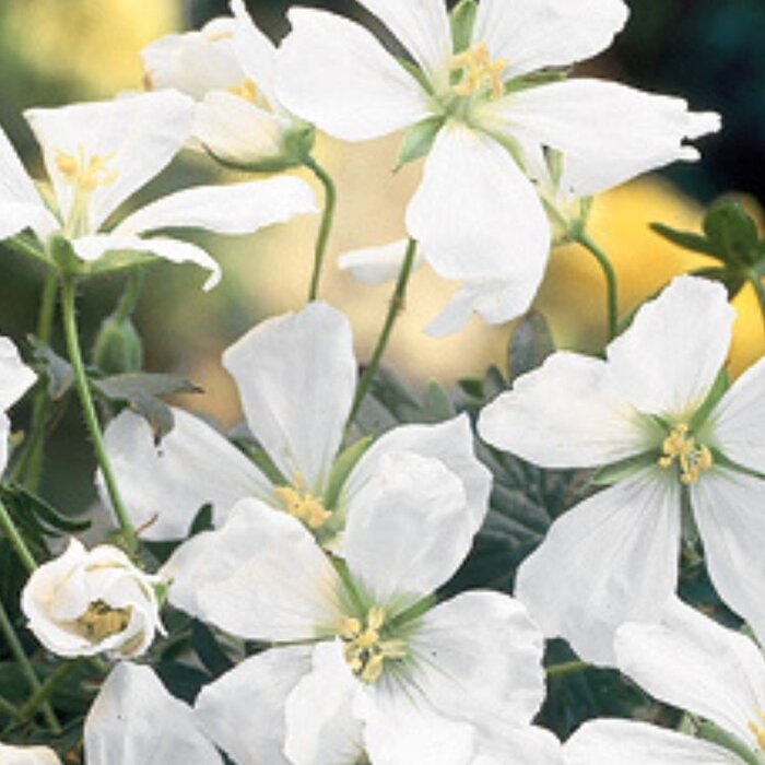 Ooievaarsbek - Geranium sanguineum 'Album'